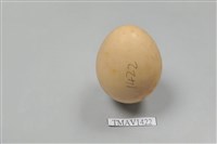 藏品(日本綠雉卵)的圖片